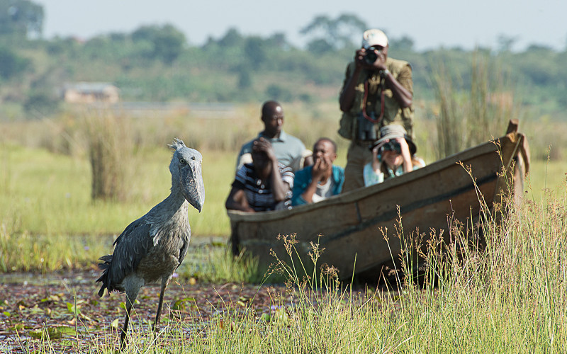 shoebill 1 day mabamba bird watching tour